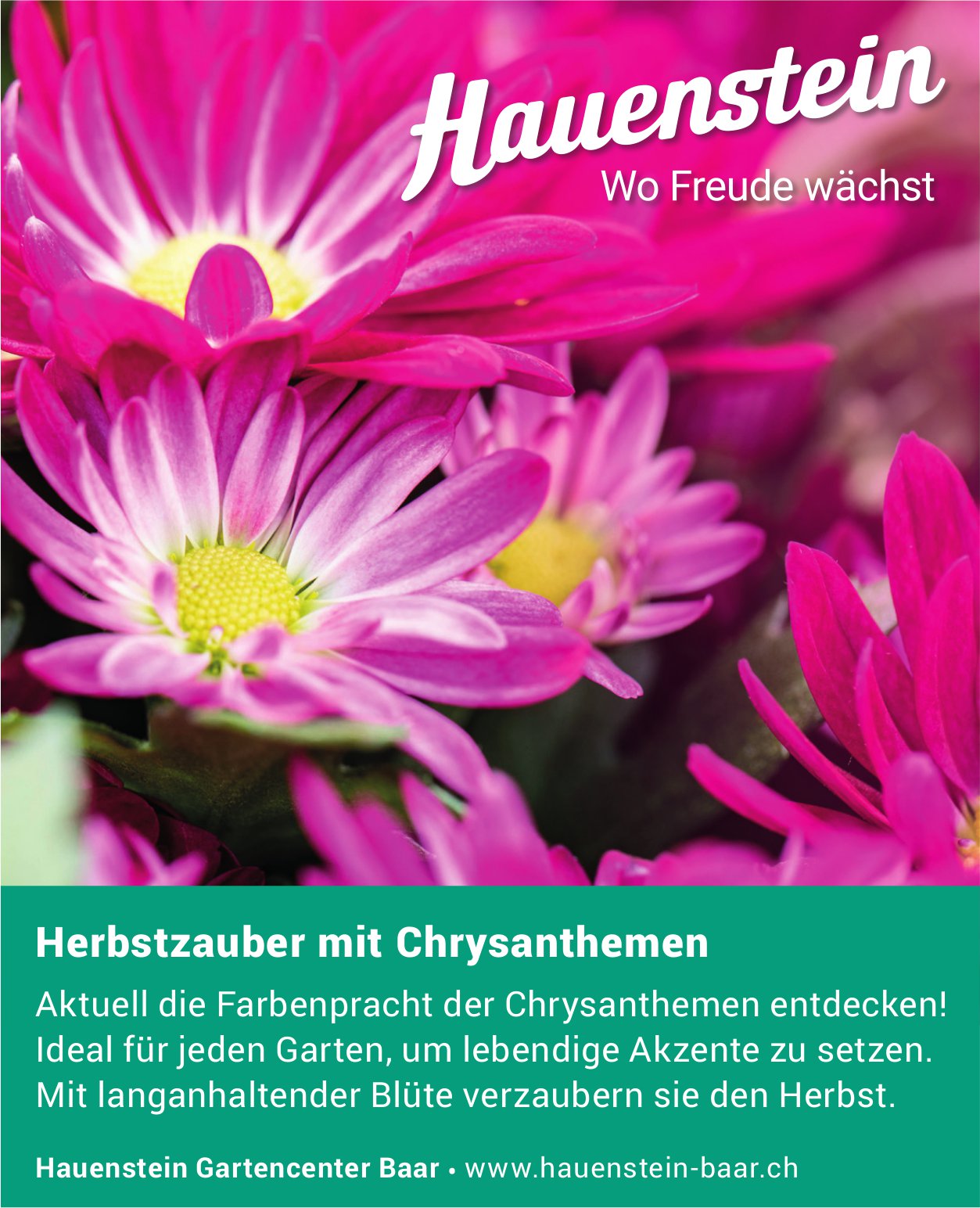 Hauenstein Gartencenter, Baar - Herbstzauber mit Chrysanthemen