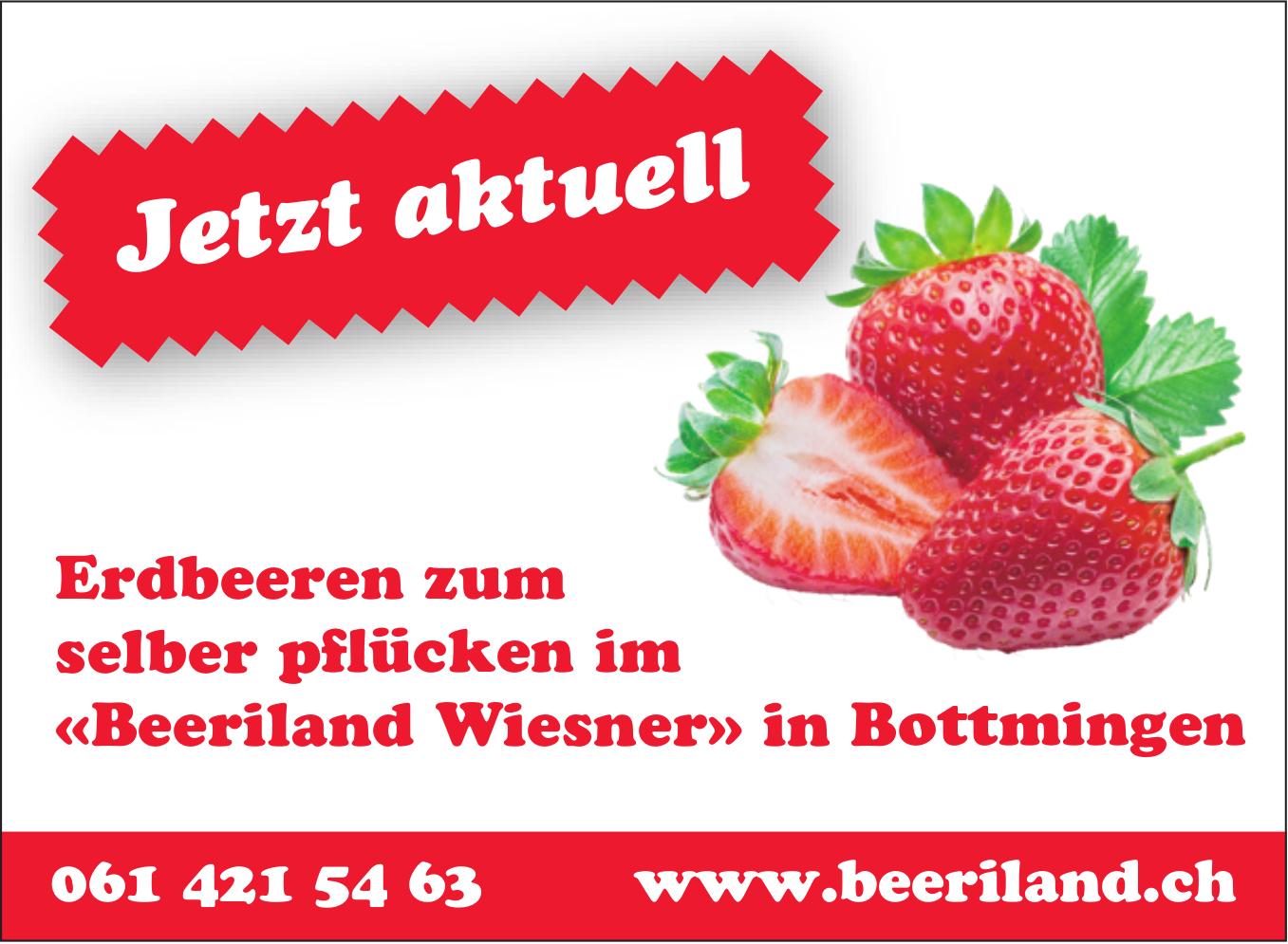 Erdbeeren zum selber pflücken im «Beeriland Wiesner», Bottmingen